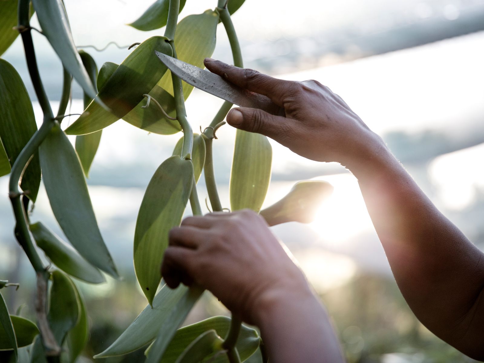 Where Does Vanilla Come From?